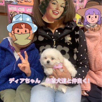ペキプー(ペキニーズ×トイプードル)【岐阜県・女の子・2023年11月3日・ホワイト系】の写真「スクスク育っています🐾」