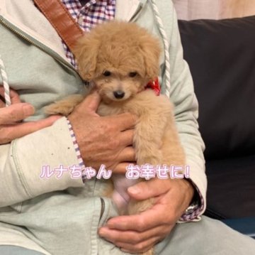 チワプー(トイプードル×チワワ)【岐阜県・女の子・2023年9月11日・クリーム系】の写真「スクスク育っています🐾」