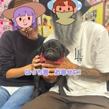 パグ【岐阜県・男の子・2024年6月27日・ブラック】の写真「スクスク成長中！」