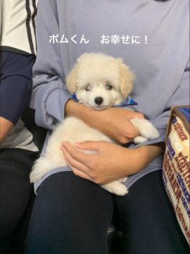 チワワ×プードル【岐阜県・男の子・2021年8月27日・ホワイト系】の写真「スクスク育っています🐾」