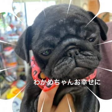パグ【岐阜県・女の子・2020年10月9日・ブラック】の写真「スクスク成長中！」