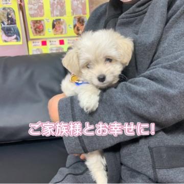 チワワ×プードル【岐阜県・女の子・2022年10月7日・ホワイト系】の写真「スクスク育っています🐾」