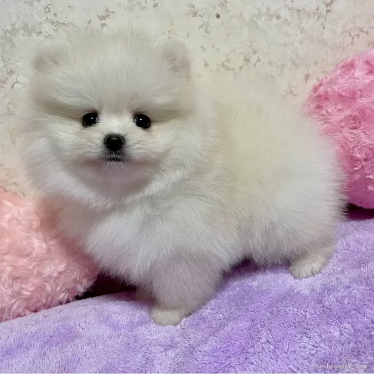 ID：2502-04421の子犬