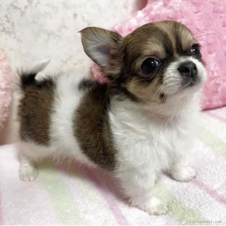 A.O 様のお迎えした子犬