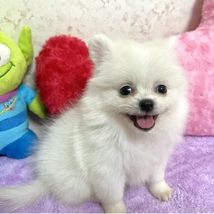 ID:2509-03755の子犬