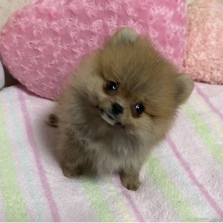 ID:2506-06535の子犬