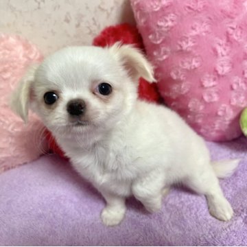 チワワ(ロング)【新潟県・男の子・2025年7月8日・ホワイト/クリーム】の写真「ほんわか男子🐳お鼻短めのベビーフェイスタイプです」