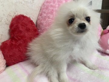 ポメラニアン【新潟県・女の子・2025年6月24日・ホワイト】の写真「小さなベビーフェイスの女の子です🩷」