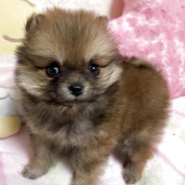ポメ柴(ポメラニアン×豆柴)【新潟県・女の子・2025年3月10日・赤】の写真「クリクリお目目と小さなお耳がとても可愛らしい女の子」