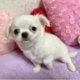 チワワ(ロング)