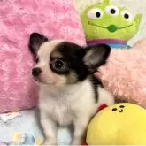 チワワ(ロング)