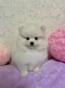 ポメラニアン【新潟県・男の子・2024年12月15日・クリーム】の写真3