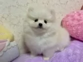 ポメラニアン【新潟県・男の子・2024年12月15日・クリーム】の写真8