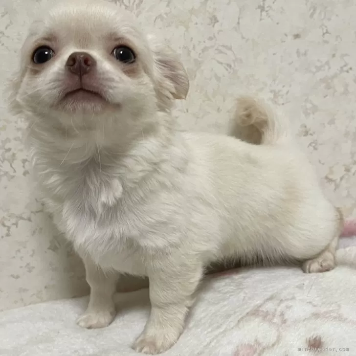 N.I 様のお迎えした子犬