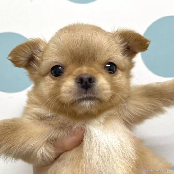ID:2402-02104の子犬
