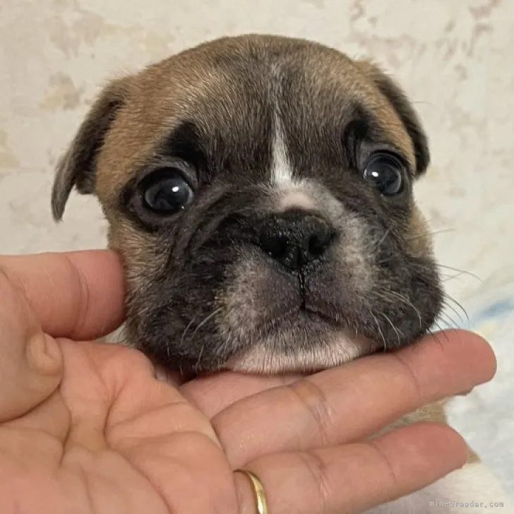 カメタロウ 様のお迎えした子犬