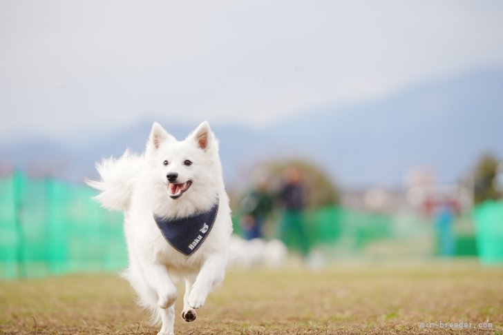 当犬舎出身オフ会ショット📸オフ会では手作りお名前バンダナ🎁｜西山　隼(にしやま　はやと)ブリーダー(神奈川県・イタリアングレーハウンドなど・JKC登録)の紹介写真4