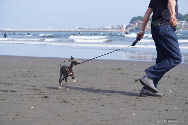 オーナーさんと一緒に江の島にお散歩へ🌊｜西山　隼(にしやま　はやと)ブリーダー(神奈川県・イタリアングレーハウンドなど・JKC登録)の紹介写真8