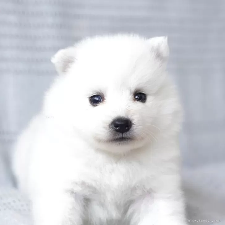 ID:2508-01059の子犬