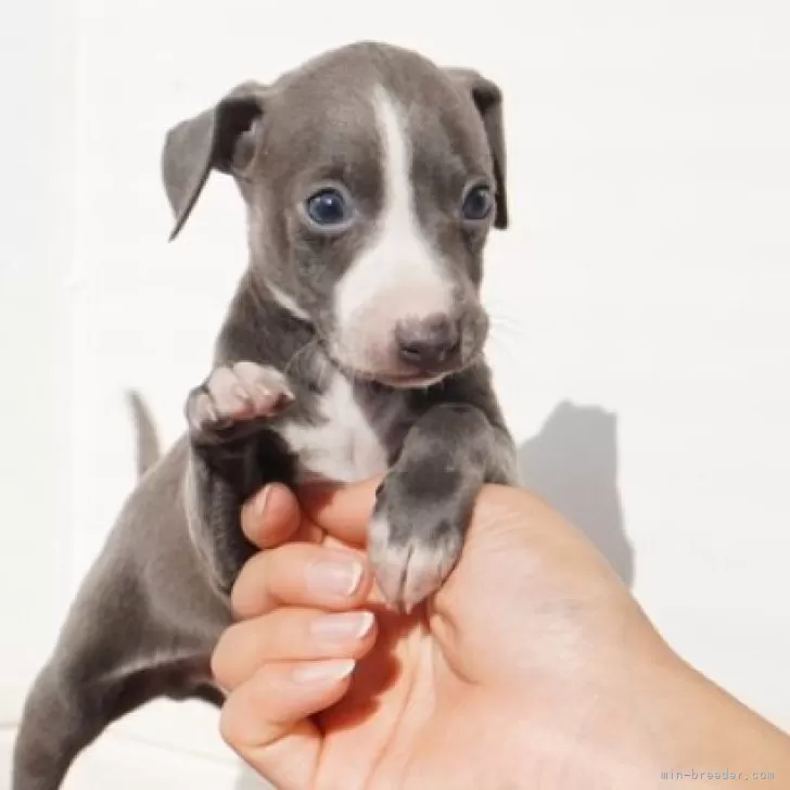 ID：2506-02462の子犬