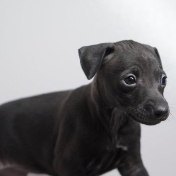 イタリアングレーハウンド【神奈川県・女の子・2025年1月25日・シール&ホワイト】の写真「5頭姉弟４女:19時20分誕生」