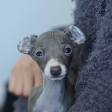 イタリアングレーハウンド【神奈川県・男の子・2024年10月4日・ブルー&ホワイト】の写真「5頭姉弟 第5子末っ子男の子✨✨」