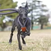 イタリアングレーハウンド