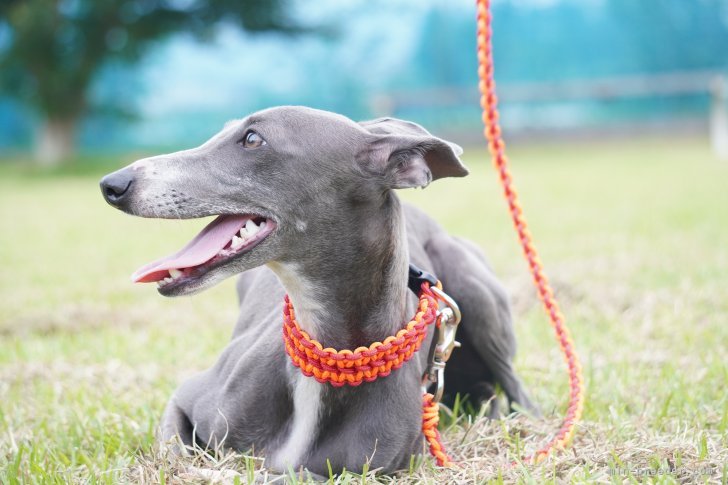 イタリアングレーハウンド【・女の子・2022年7月31日・ブルーアンドホワイト】