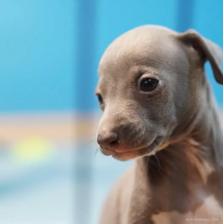 ID：2308-01983の子犬