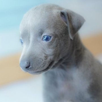 イタリアングレーハウンド【神奈川県・男の子・2023年5月17日・ブルーアンドホワイト】の写真「※ままなく掲載終了お気軽にご連絡ください😊✨」