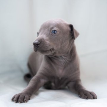 イタリアングレーハウンド【神奈川県・男の子・2023年2月5日・ブルー】の写真「ホワイトがないソッリド！」