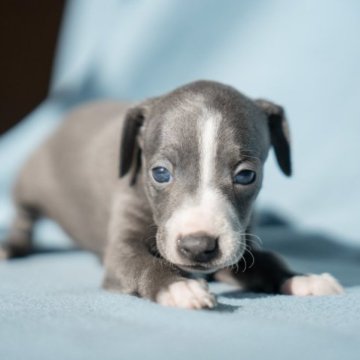 イタリアングレーハウンド【神奈川県・女の子・2022年12月14日・ブルーアンドホワイト】の写真「尻尾にロウソク！」