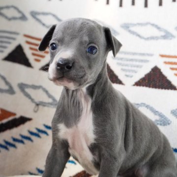 イタリアングレーハウンド【神奈川県・男の子・2024年1月7日・ブルーアンドホワイト】の写真「お鼻の頭が白い🤍長男のイケメンボーイ👦」