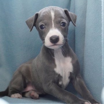 イタリアングレーハウンド【神奈川県・女の子・2023年9月2日・ブルーアンドホワイト】の写真「かわいい女の子🔥」