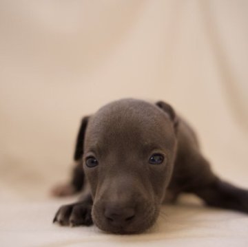 イタリアングレーハウンド【神奈川県・男の子・2023年1月15日・ブルーアンドホワイト】の写真「尻尾の先のロウソクがポイント！」