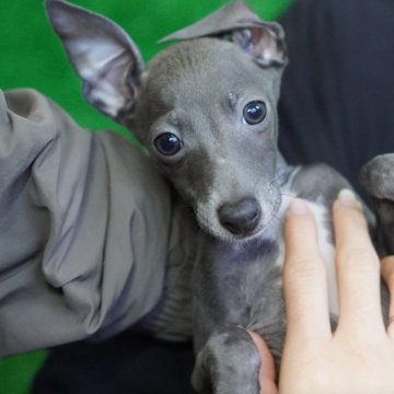 イタリアングレーハウンド【神奈川県・男の子・2023年10月13日・ブルーアンドホワイト】の写真「僕はお父さん似でイケメンなの✨✨」