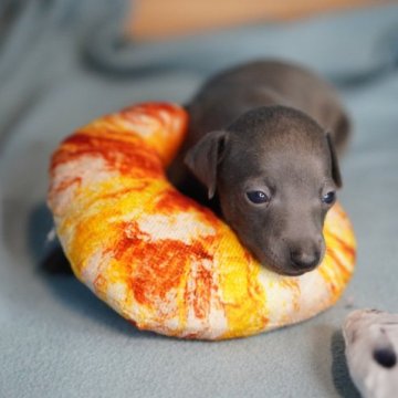 イタリアングレーハウンド【神奈川県・女の子・2023年7月29日・ブルーアンドホワイト】の写真「くっきりお顔！！とっても美人さん✨」