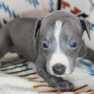 イタリアングレーハウンド【神奈川県・男の子・2024年1月7日・ブルーアンドホワイト】の写真「ブレーズが特徴の四男くん」