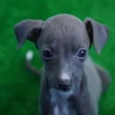 イタリアングレーハウンド【神奈川県・女の子・2023年10月13日・ブルーアンドホワイト】の写真1「きゅるりん👀✨可愛いでしょう❤️❤️❤️」