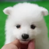 日本スピッツ【神奈川県・男の子・2024年4月17日・ホワイト】の写真1「人間のどこかに触れていたいの、、、😍💦」