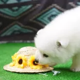 日本スピッツ【神奈川県・男の子・2024年4月17日・ホワイト】の写真2「もうすぐ夏だから、麦わら帽子必須だね！」