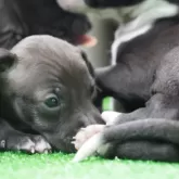 イタリアングレーハウンド【神奈川県・女の子・2024年4月26日・シール&ホワイト】の写真2「足、臭くないんすかっ！？」