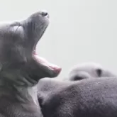 イタリアングレーハウンド【神奈川県・女の子・2024年4月26日・シール&ホワイト】の写真4「大きなあくび😴まだ歯ないの！！！！！」