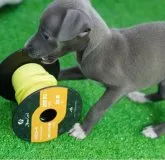 イタリアングレーハウンド【神奈川県・女の子・2023年10月13日・ブルーアンドホワイト】の写真4「興味津々✨✨楽しいなあ‼️」