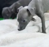 イタリアングレーハウンド【神奈川県・女の子・2023年10月13日・ブルーアンドホワイト】の写真5「くんくんくん🐕おやつあるかな〜🍎」