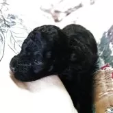ティーカッププードル
