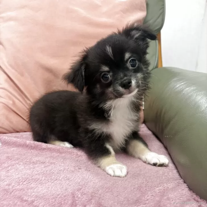 イヌ 様のお迎えした子犬