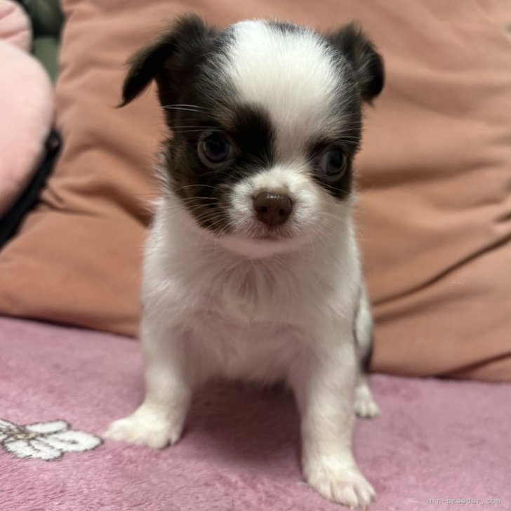 ブリーダー画像