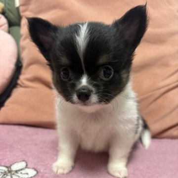 チワワ(ロング)【大阪府・男の子・2025年9月9日・ホワイト&ブラックタン】の写真「可愛い男の子💚」