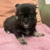 チワワ(ロング)